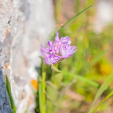 Brezza Marina Mattinata